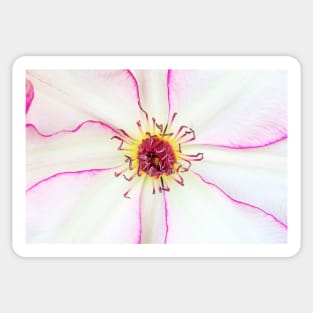 Closeup of pink flower with pink stamens Sticker